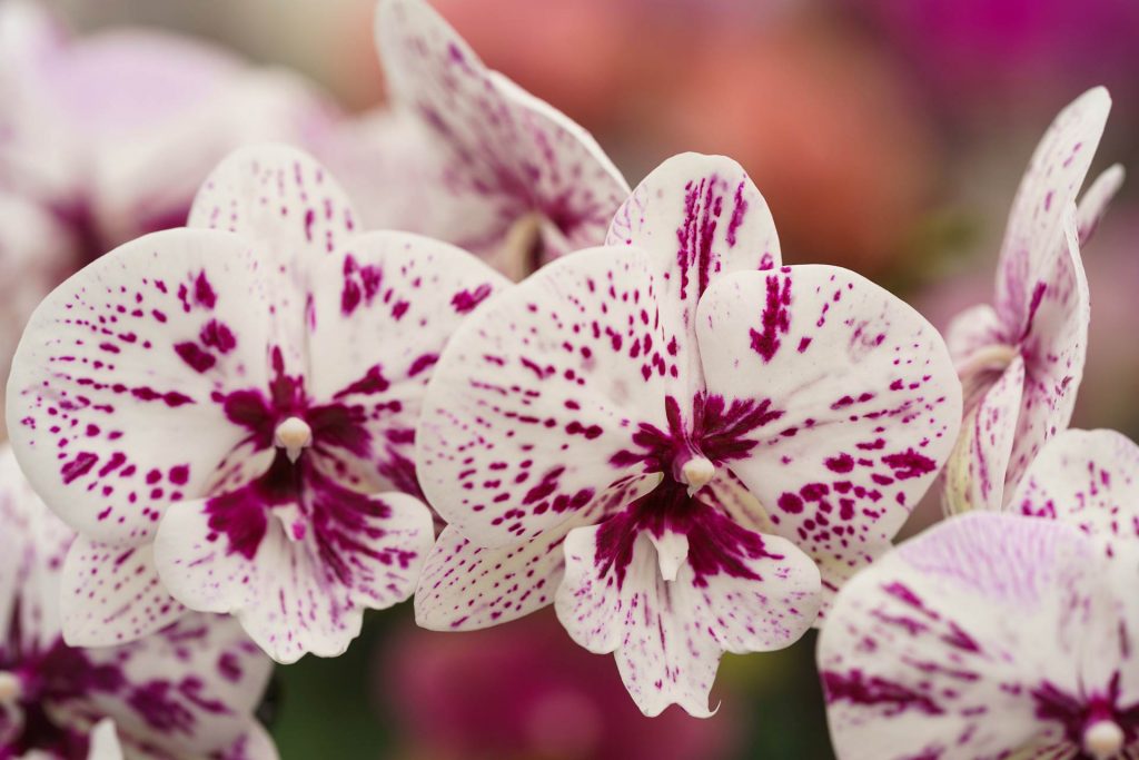 Hark Orchideen - Qualitätsmanagement