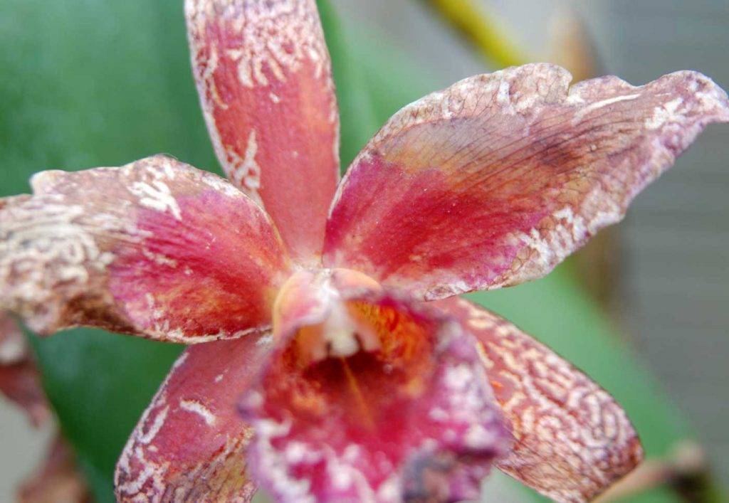 Cattleya: Orchid Thrips (Dichromothrips corbetti) - © Holger Nennmann