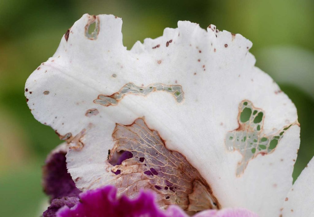 Cattleya: scraping damage at flower caused by slug - © Holger Nennmann