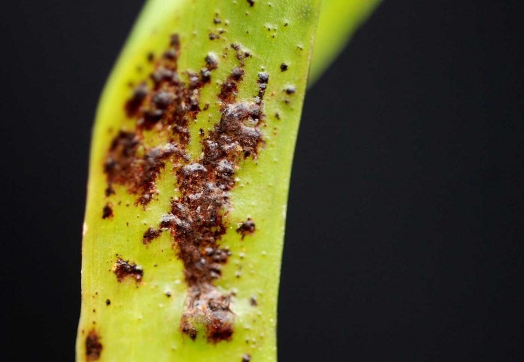 Colmanara: Rhizoctonia solani, leaf symptoms - © Holger Nennmann