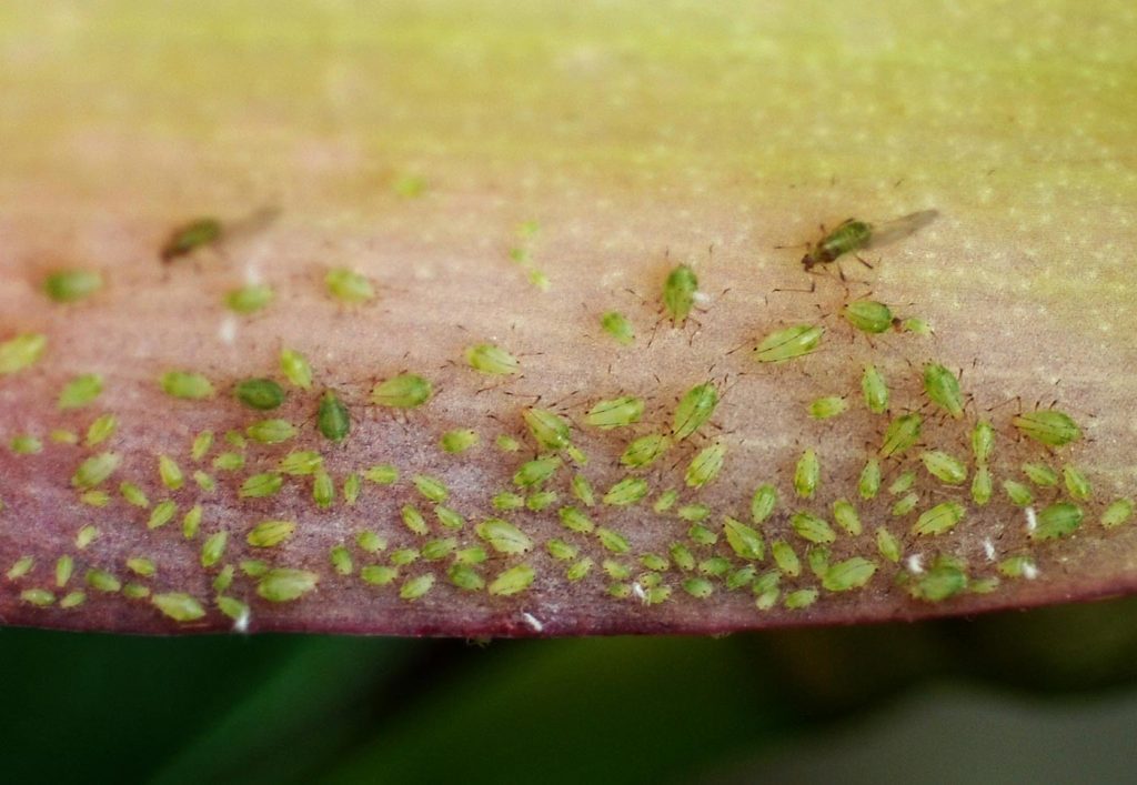 Lycaste: aphids on the lower leaf surface - © Holger Nennmann