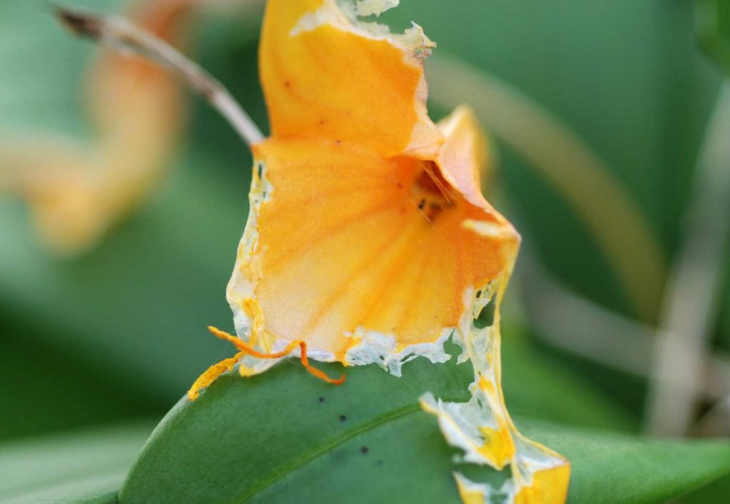 Masdevallia: feeding damage caused by butterfly caterpillar - © Holger Nennmann
