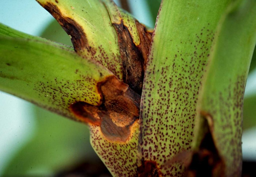 Paphiopedilum: Colletotrichum leaf spots - © Holger Nennmann