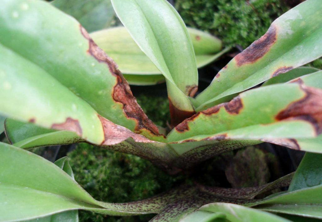 Paphiopedilum: Colletotrichum leaf spots - © Holger Nennmann