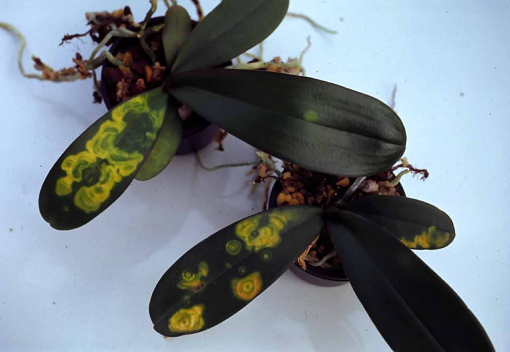 Phalaenopsis: Tospo-Virus - chlorotic ring pattern - © Holger Nennmann