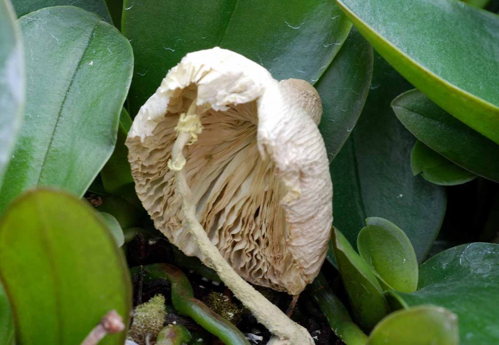 flowerpot parasol (Leucocoprinus birnbaumii), older fruit body - © Holger Nennmann