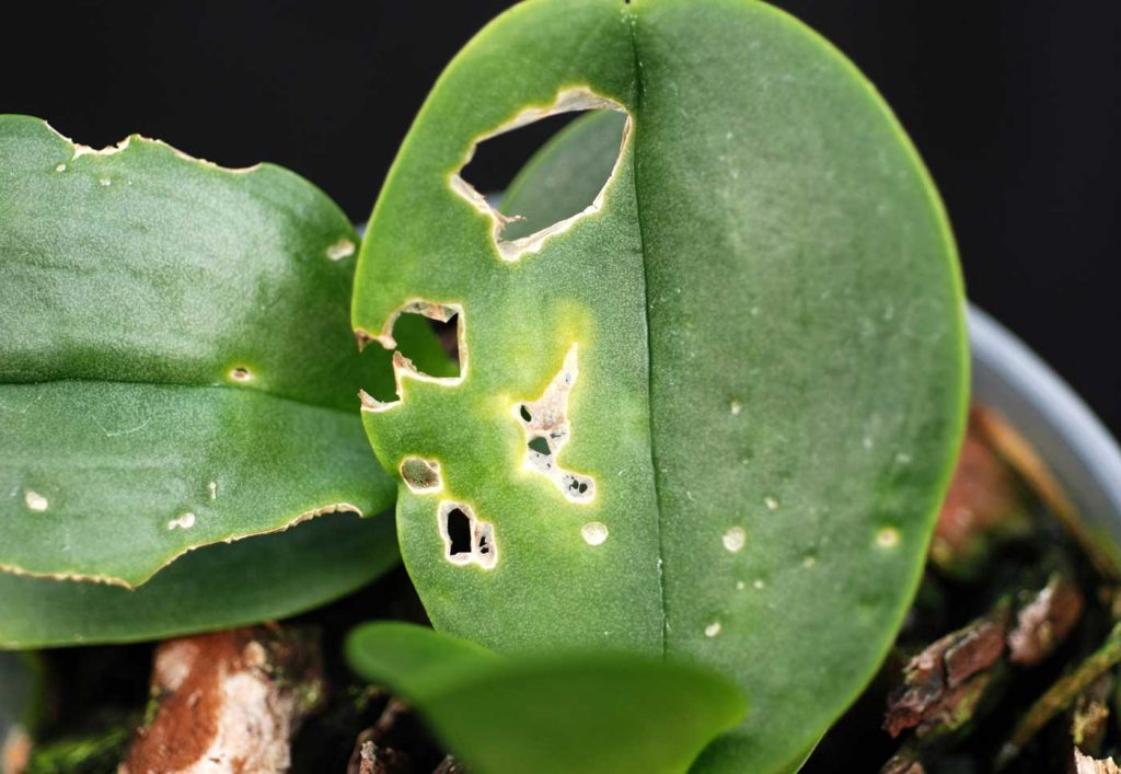 Phalaenopsis: slug damage at youngplant - © Holger Nennmann