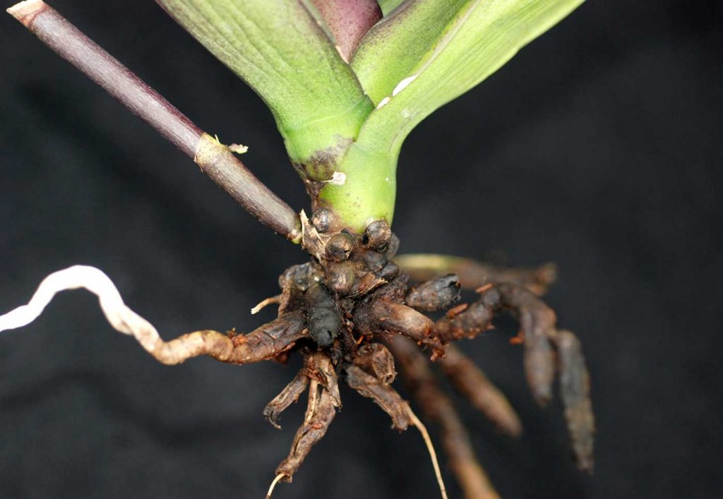 Phalaenopsis: root rot, Fusarium oxysporum - © Holger Nennmann