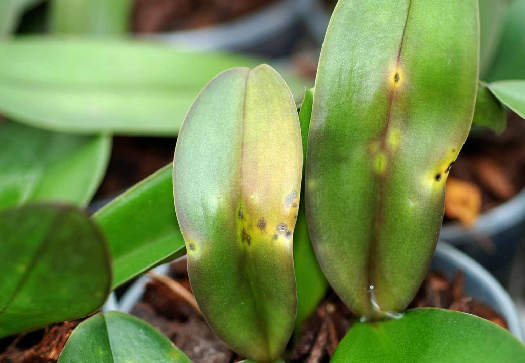 Phalaenopsis: Acidovorax avenae, leaf spot - © Holger Nennmann