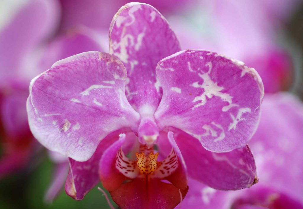 Phalaenopsis: Orchid Thrips (Dichromothrips corbetti) - © Holger Nennmann