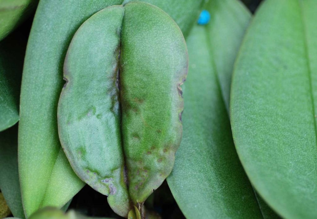 Phalaenopsis: Rhizoctonia solani, leaf symptoms - © Holger Nennmann