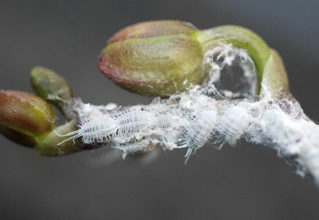 longtailed mealybug (Pseudococcus longispinus) - © Holger Nennmann