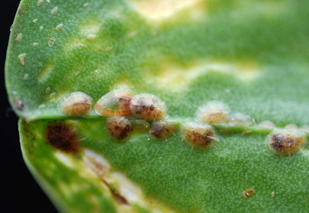 Phalaenopsis: soft scales (Coccus hesperidum) - © Holger Nennmann
