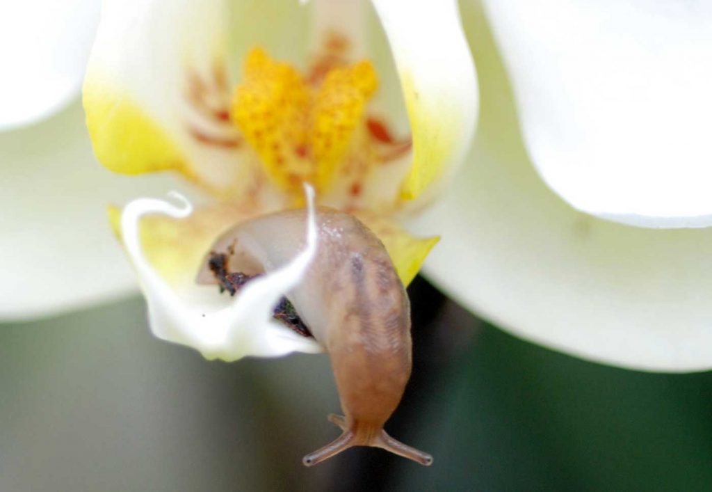 Phalaenopsis: slug in flower - © Holger Nennmann