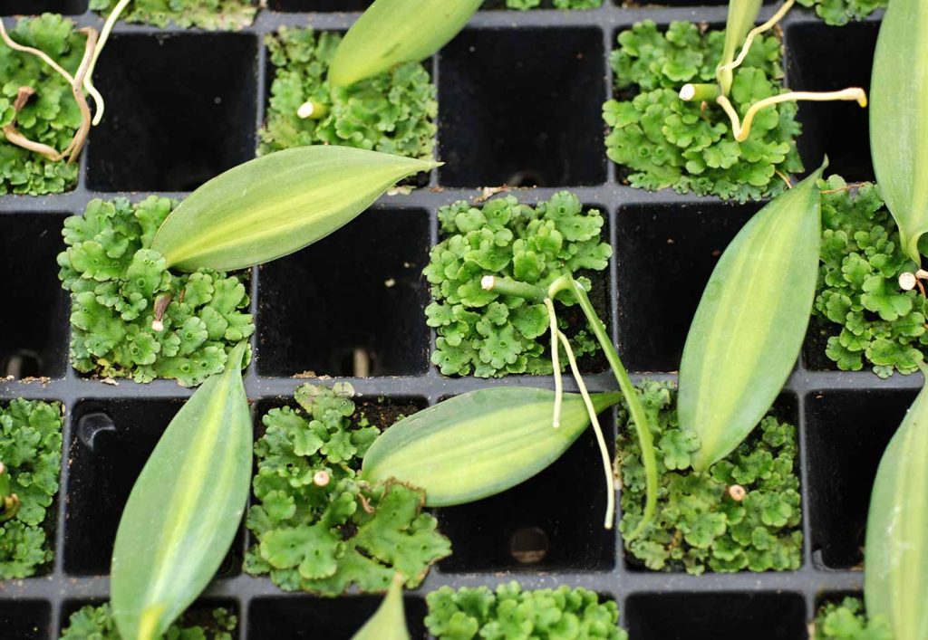 Vanilla: liverwort (Marcantia polymorpha) in young plants - © Holger Nennmann